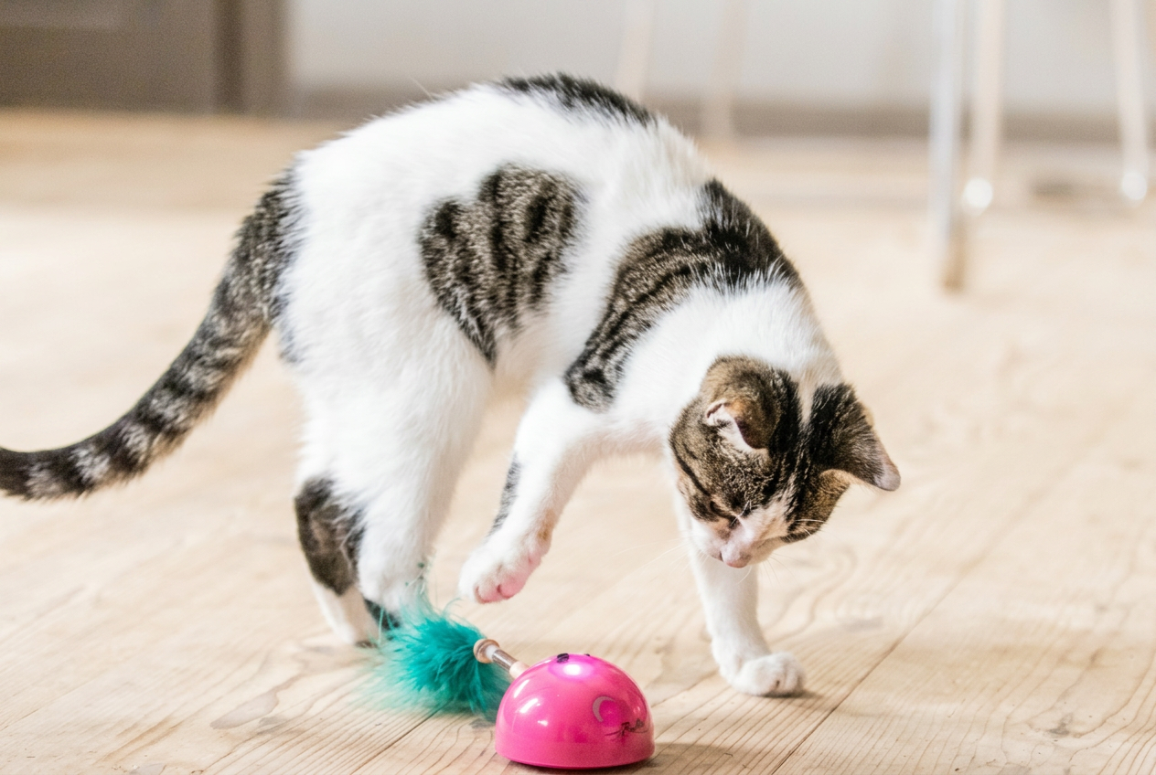 Wit met tabby kat speelt geconcentreerd met een roze bal met turquoise veer op een houten vloer