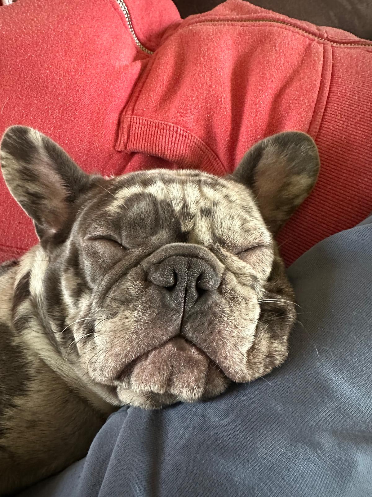 Slapende Franse bulldog puppy met merle vacht knus op de bank