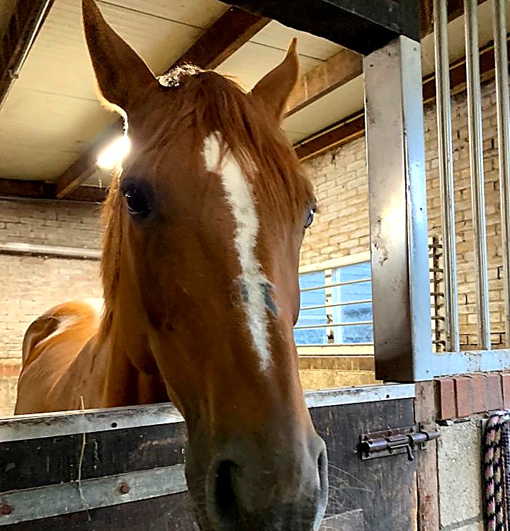 Vosbruin paard met witte bles kijkt nieuwsgierig over de staldeur