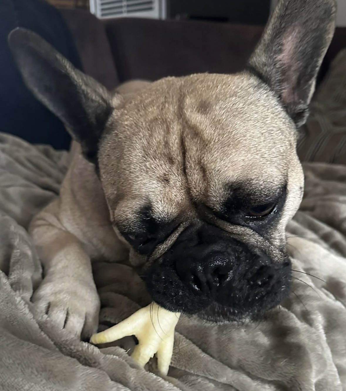 Franse bulldog ligt op een dekentje en kauwt op een kippenpoot