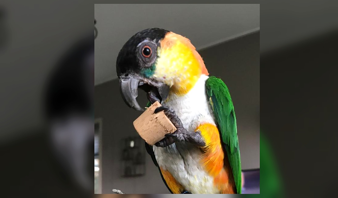 Zwartkop caique knaagt op een kurken blokje dat hij in zijn poot houdt