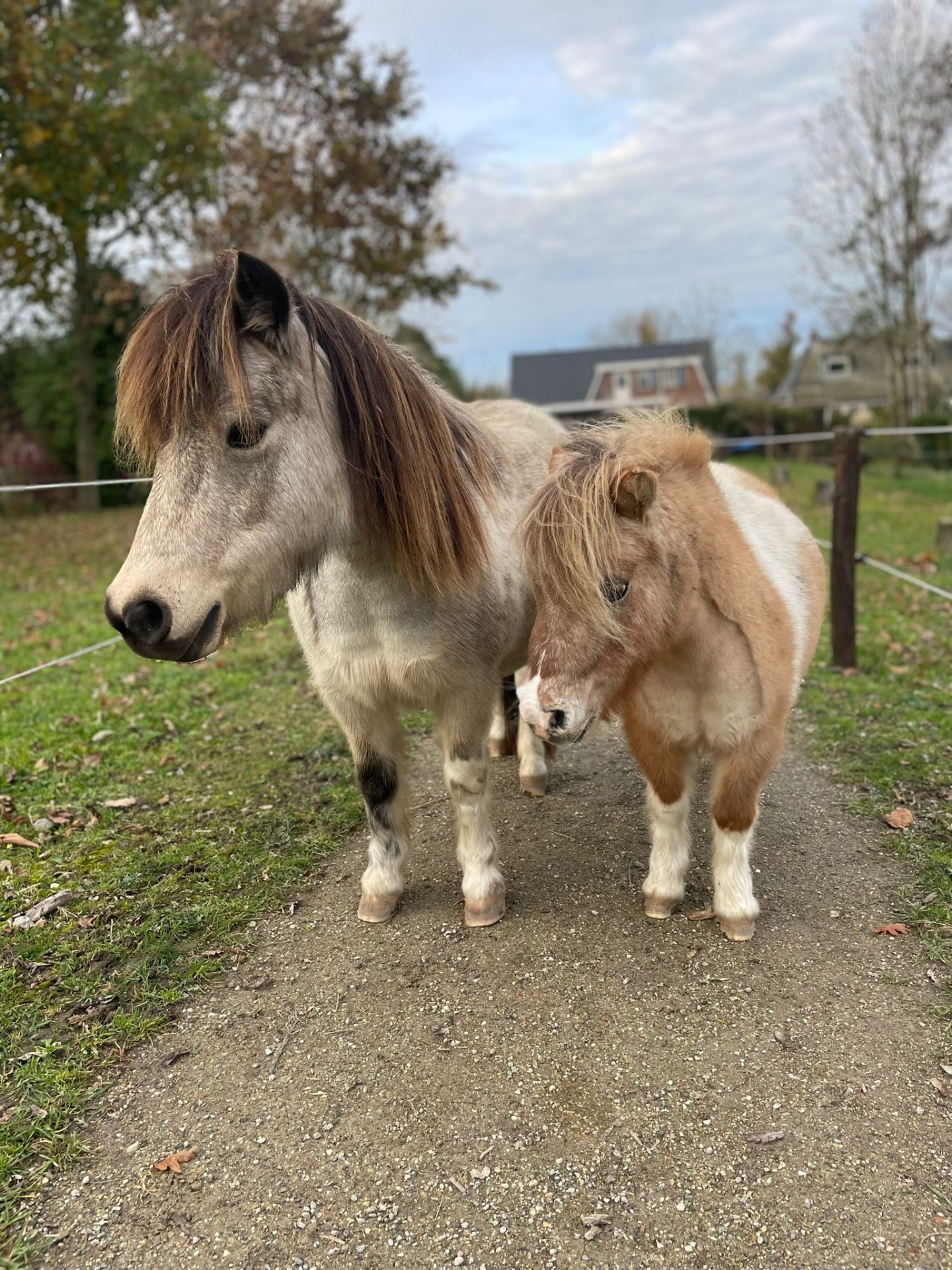 Minipaarden Sunny en Shiney