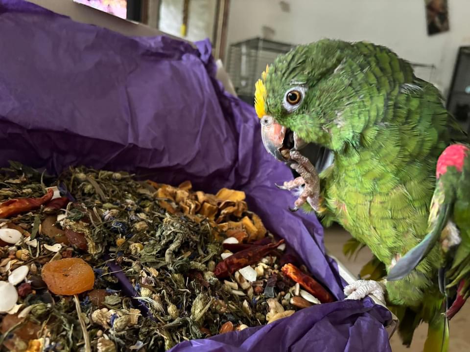 Groene papegaai zoekt met snavel in een kartonnen doos gevuld met papiersnippers
