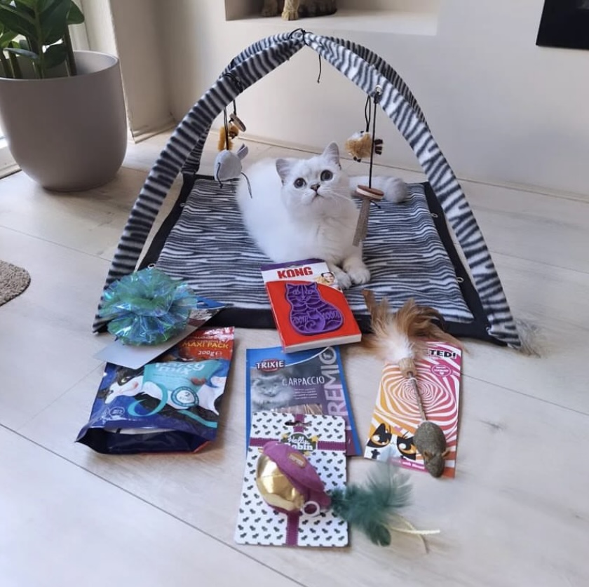 Witte kat zit in een speelboog met verrijkingsproducten uitgestald op de grond