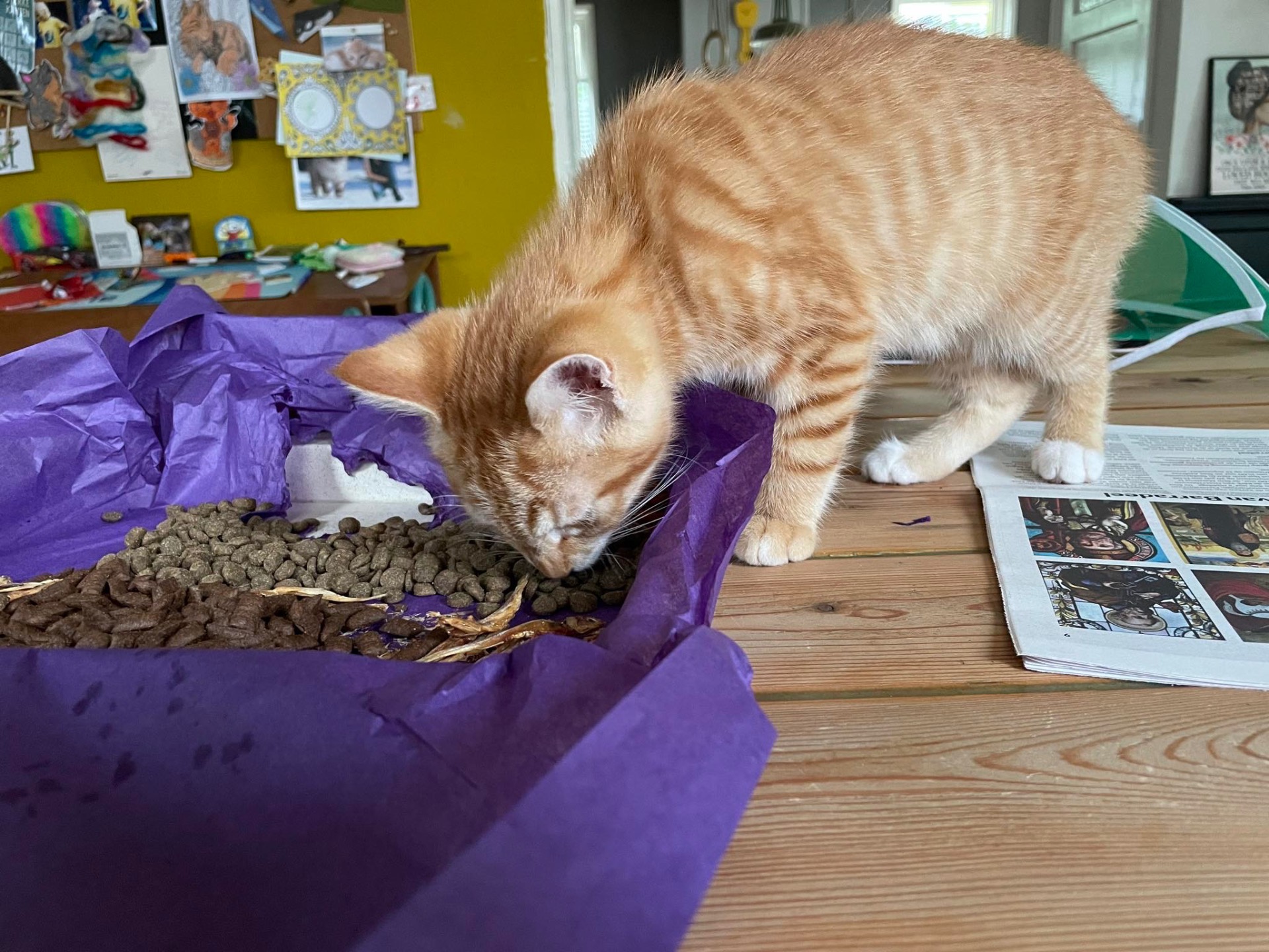 Oranje kitten steekt zijn hoofd in een paarse verrijkingsdoos