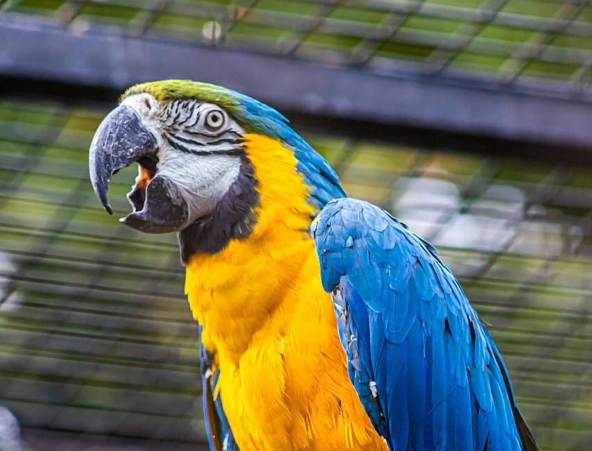 Blauw-gele ara papegaai met open snavel roept luid vanaf zijn zitstok